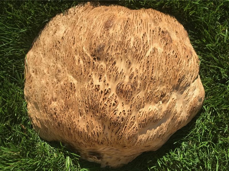 AustralianBurls.com - Gimlet Burl GIM-339N