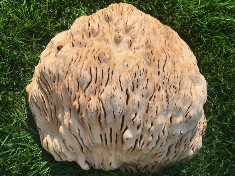 AustralianBurls.com - Gimlet Burl GIM-340N