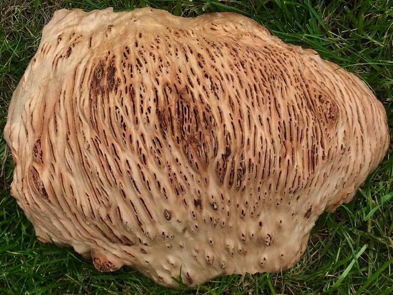 AustralianBurls.com - Gimlet Burl GIM-338N