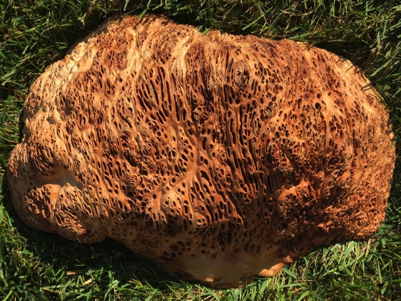 AustralianBurls.com - Gimlet Burl GIM-342N